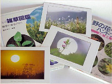 �G�������΂�ł���