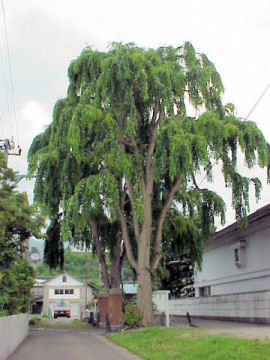 �V�_���J�c���i�V�c���j