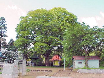 �匇���ω����̑�P���L