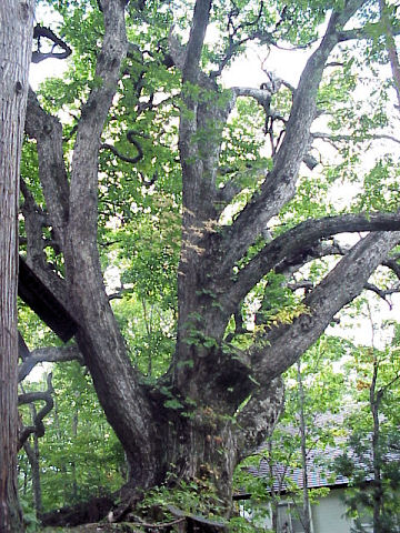 �������_�Ђ̃~�Y�i��