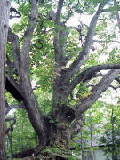 �������_�Ђ̃~�Y�i��