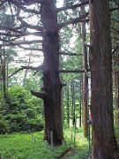 �_���Ђ̐e��