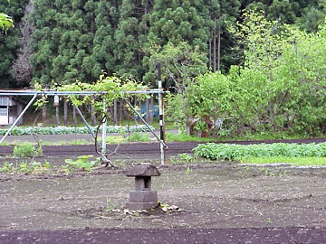 �͑���Õ��̌��n�ʐ^