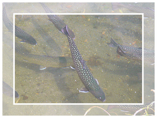 �C���i�i�H�c�����p�s�\�a�c�哒�ɂ���{�B��j