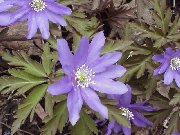 �L�N�U�L�C�`�Q���J���R�o�i�R