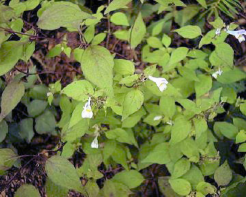 タカネママコナ