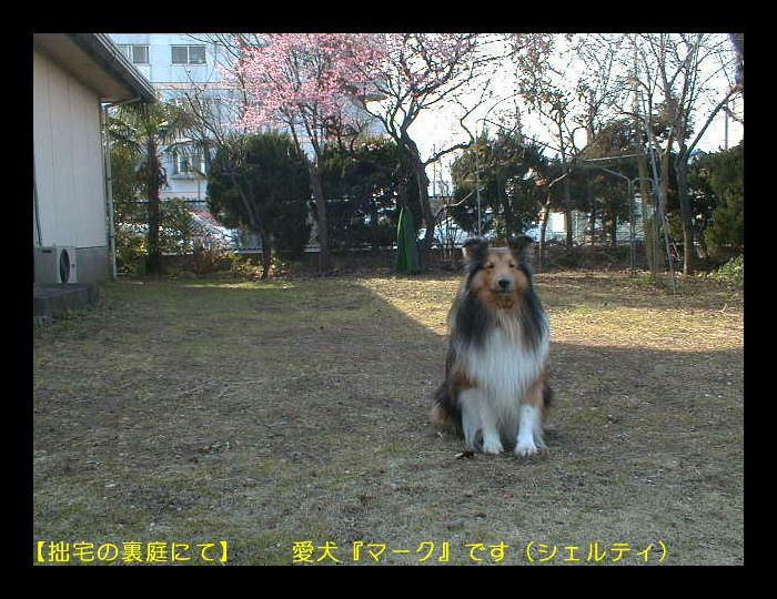 �䂪�Ƃ̃y�b�g