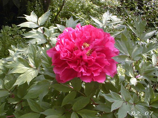 �ď�ɊJ�Ԃ��鉲�O�ł��B