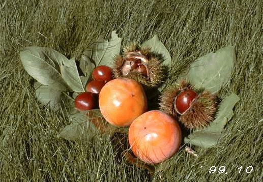 �䂪�Ƃ̏H�̎��n�@�`�ƌI�ł�