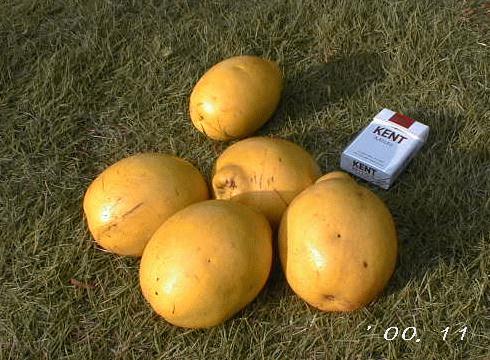 �䂪�Ƃ̔ӏH�̎��n�@�ԗ��ł�