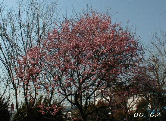 �R���Ԃɑ����ĊJ�Ԃ���g�~�ł��B