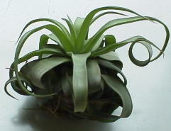 T.streptphylla 99.1.27