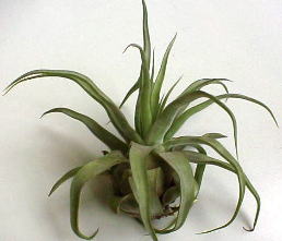 T.streptphylla (98.9.2)