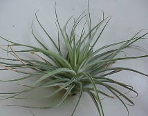 T.stricta?