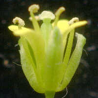 side view of a flower