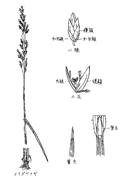 overview of Poa