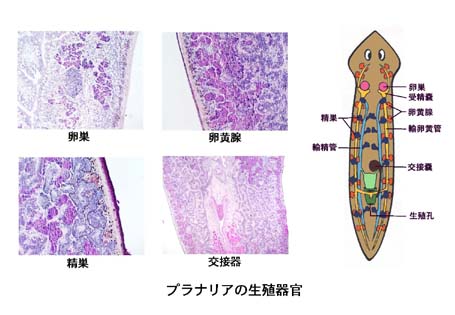 reproductive organs of planaria