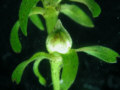 elodea 175KB