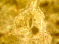 stomata 48KB