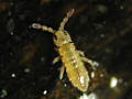 springtail3 24KB