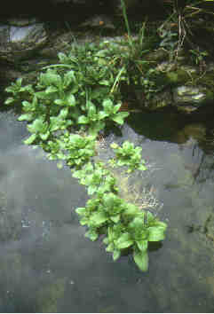 habitat