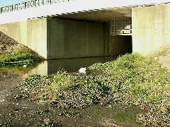 Veronica habitat in Tokyo