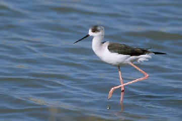 �Z�C�^�J�V�M