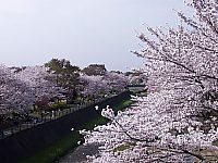 ���a�L�O�����̃T�N��