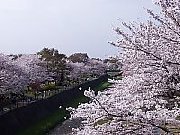 ���a�L�O�����̃T�N��