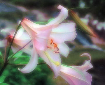 �����Y���