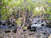 �����哇�}���O���[�u������