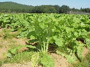 �����T�K