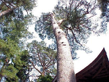 ���y�̖؁u�ԏ��v�i�H�c�����p�s���������V�_��33�j