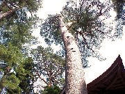 ���y�̖؁u�ԏ��v�i�H�c�����p�s���������V�_��33�j