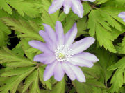 ���p�̃L�N�U�L�C�`�Q