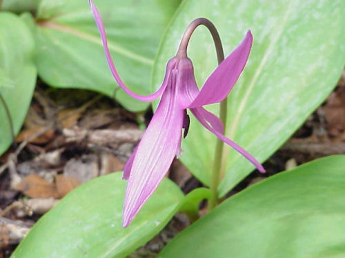 ��M���p�ٍl�u�J�^�N���F�J�_�R�v