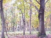 �������̐X�i�H�c���j