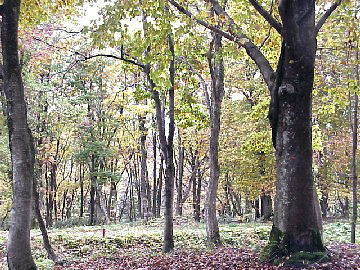 �\�a�c�΂ւƑ����u�i�̐X�i�H�c���j