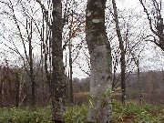 �������̐X�i�H�c���j