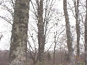 �u�i�̐X�i�H�c���j