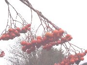 �i�i�J�}�h�̎��i�H�c���j