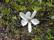 �������̃^���V�o�i�H�c���j