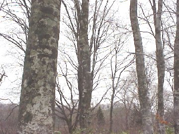 �u�i�̐X�i�H�c���j