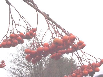 �i�i�J�}�h�̎��i�H�c���j