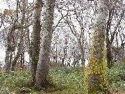 �X�̒��ցu�ӏH�̃u�i�̐X�v�i�H�c���j