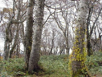 �X�̒��ցu�ӏH�̃u�i�̐X�v�i�H�c���j