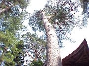 �̋��̖؁u�ԏ��v