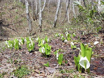 ���m�Ԃ̉�