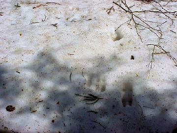 �j�z���J���V�J�̑���