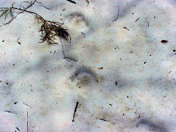 �c�L�m���O�}�̑���